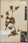 Foto von Salix kitaibeliana Willd.